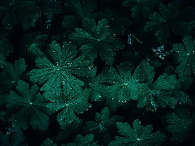Green leaf symbolizing sustainable farmland investment and long-term agricultural growth