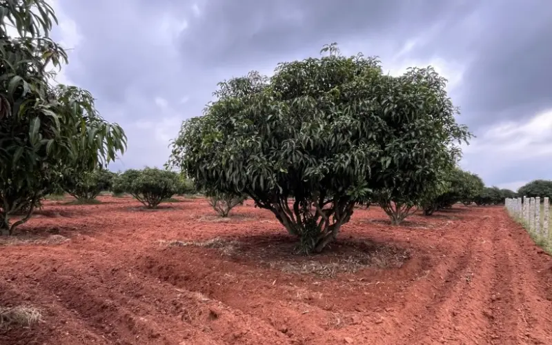 Sanskriti Farms agricultural land for sale with tree plantation and road access