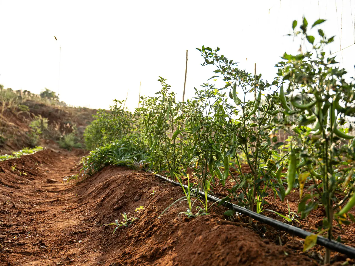Drip irrigation supporting plantation at H2O Farms