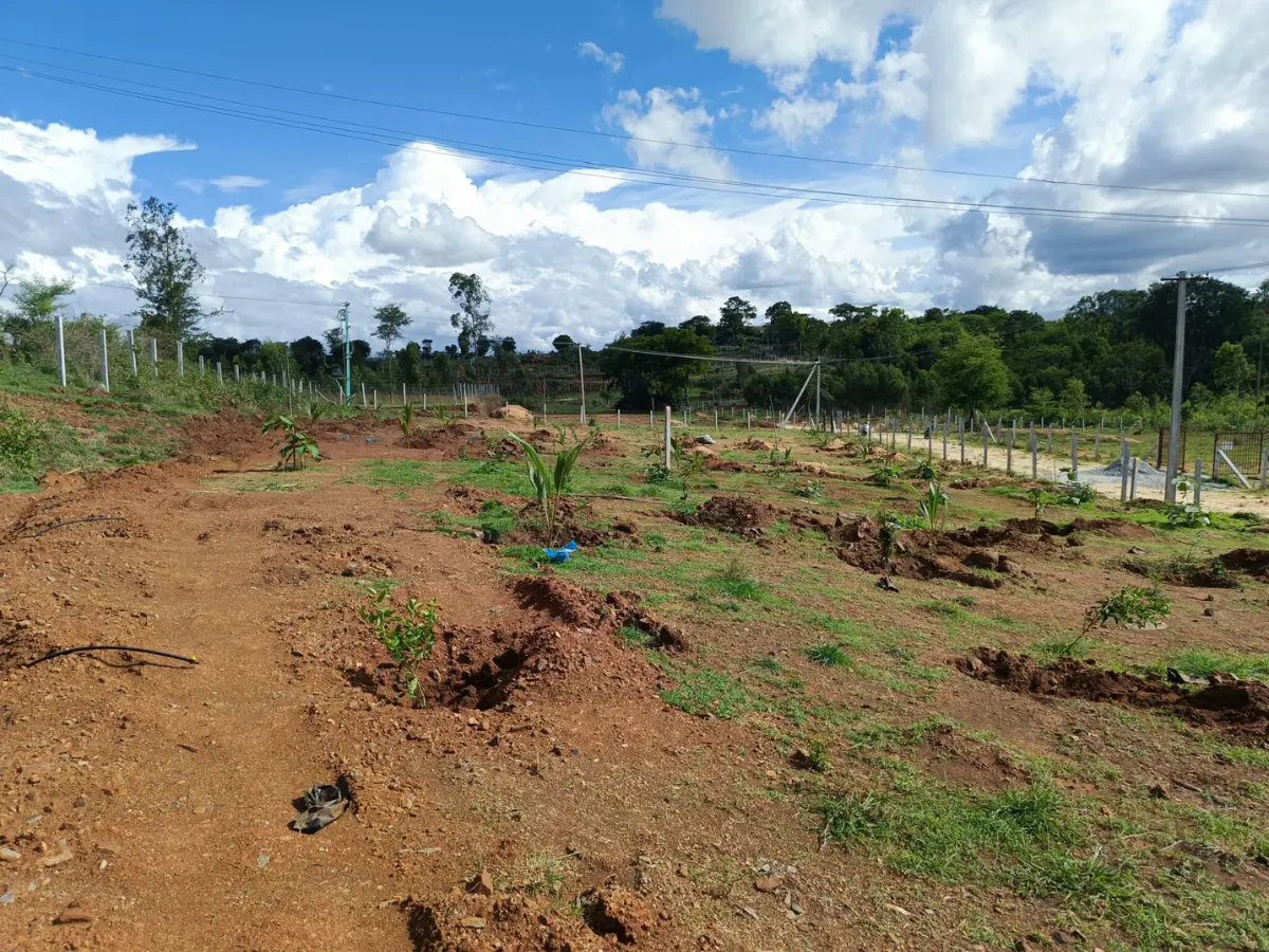 Open farmland landscape at Misty Valley Farms reflecting peaceful rural farming lifestyle