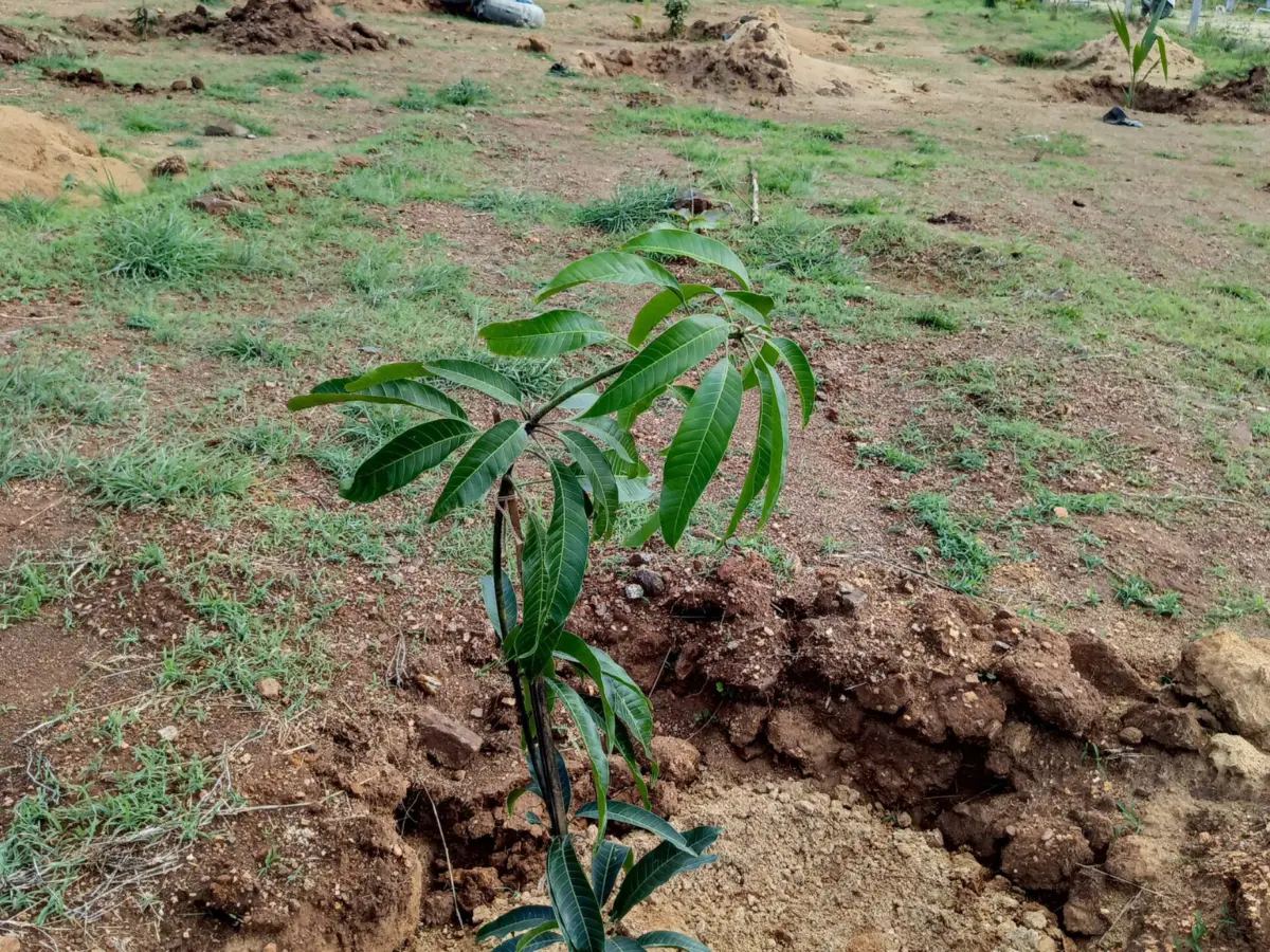 Young mango sapling growing at Misty Valley Farms showcasing the beginning of farming life