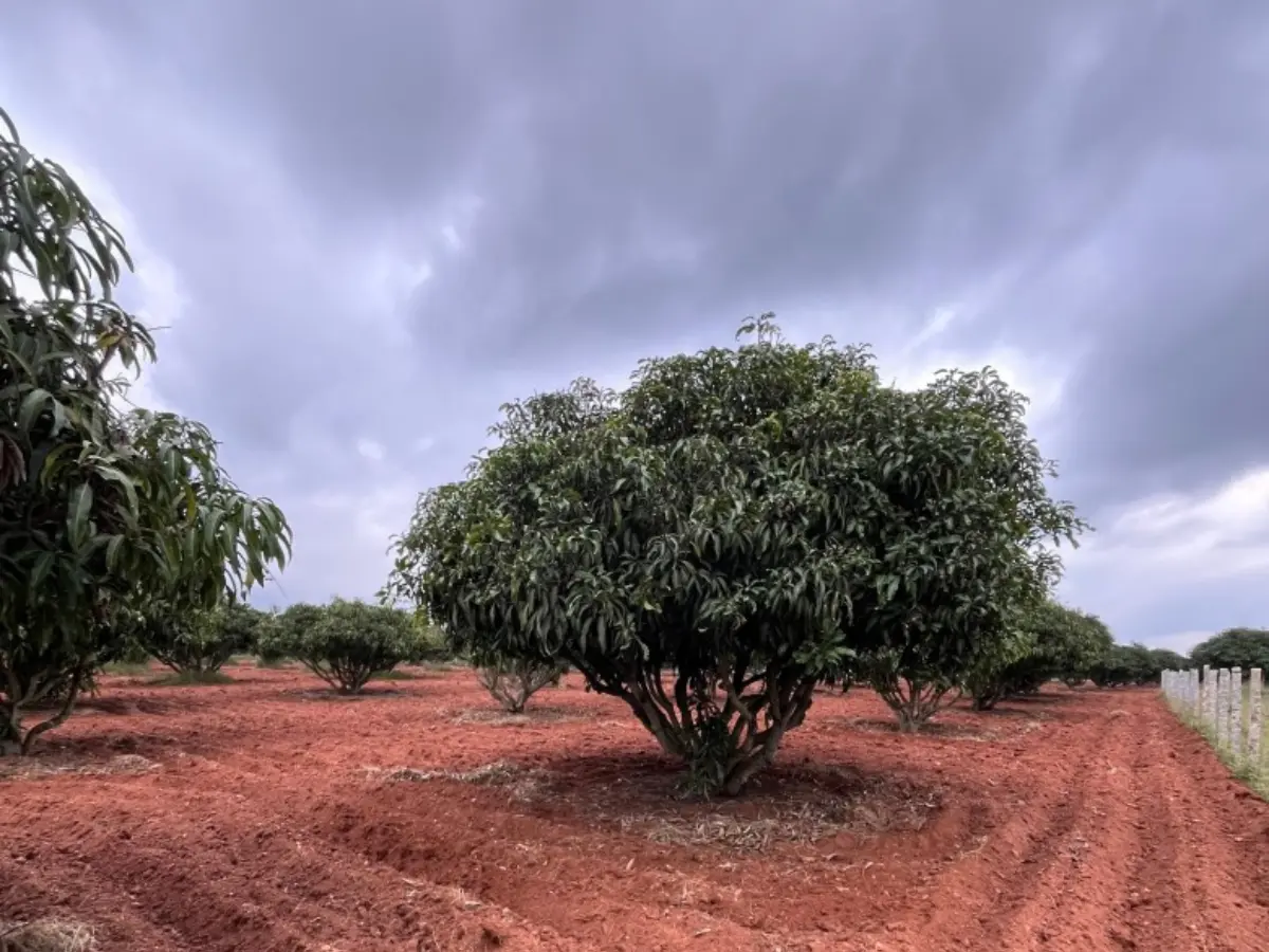 Mango orchard plantation with red soil farmland at Sanskriti Farms project near Bangalore