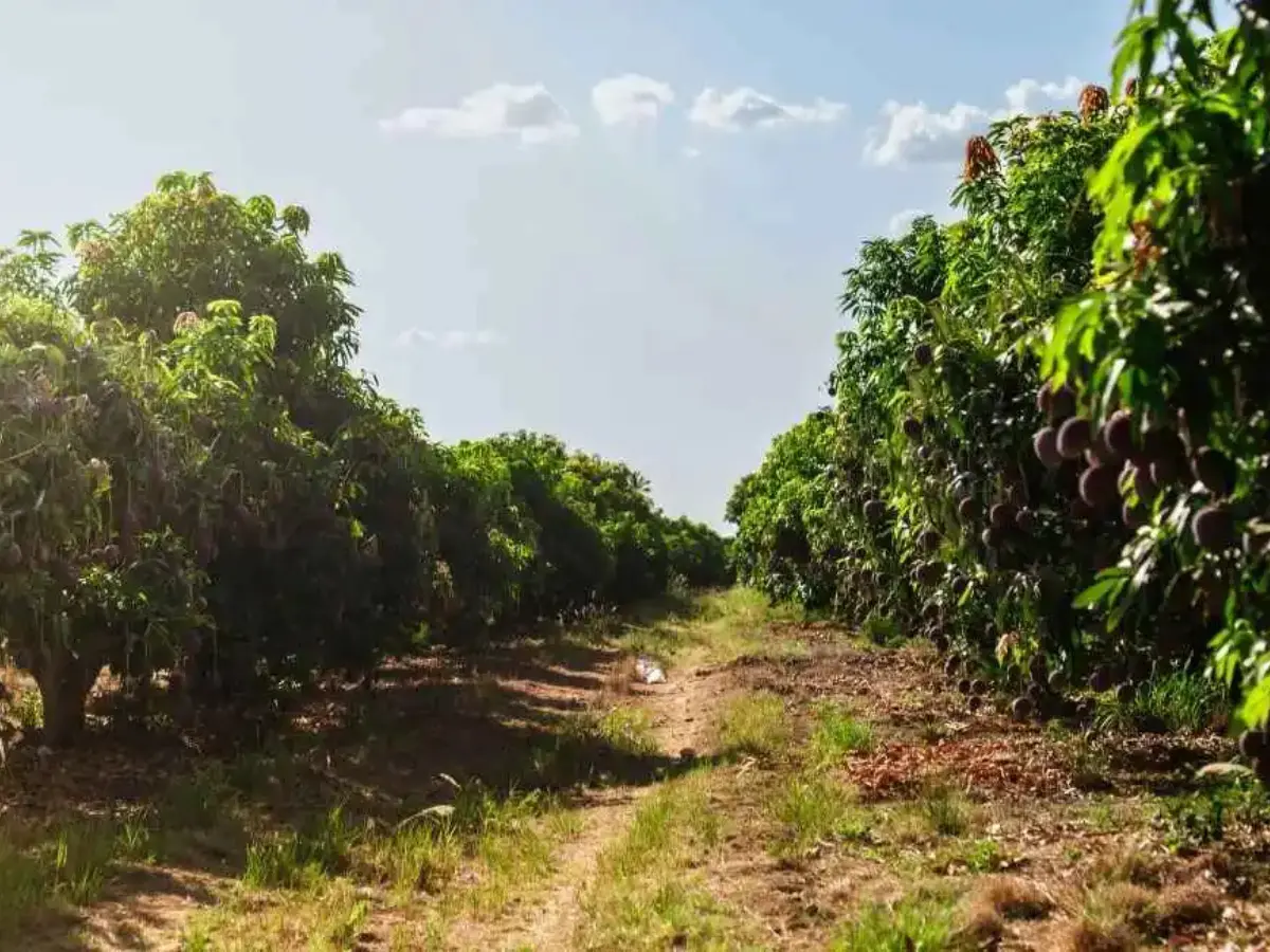 mango tress plantation at sanskriti farms project