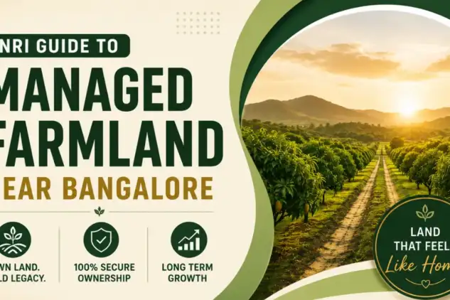 Managed farmland near Bangalore with organized mango plantations, representing farmland ownership and investment opportunities for NRIs.