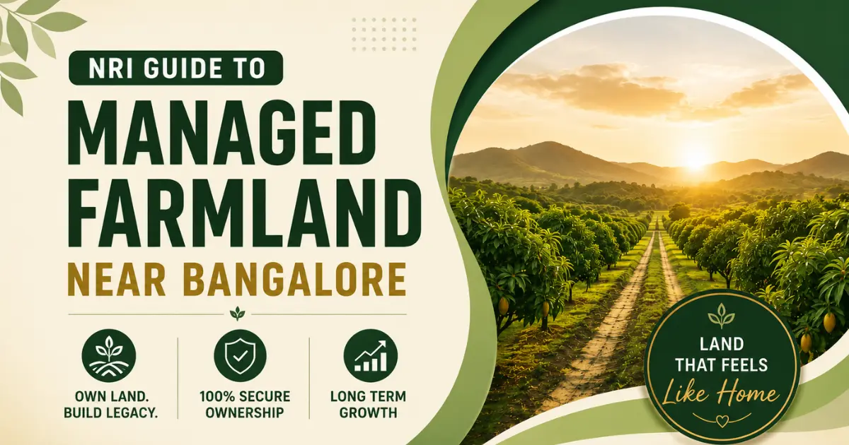 Managed farmland near Bangalore with organized mango plantations, representing farmland ownership and investment opportunities for NRIs.